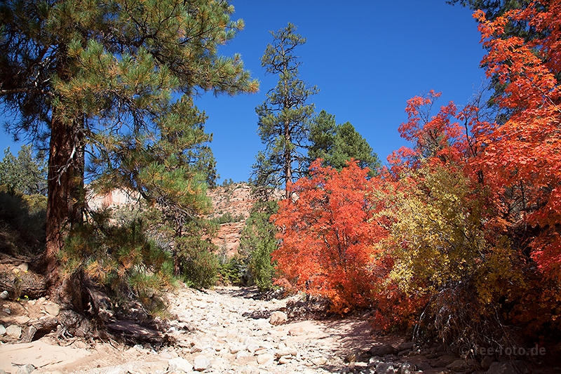 Herbstlicher Zion NP - VII